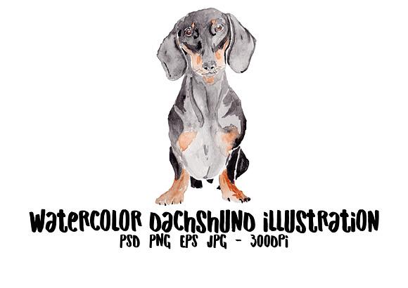 Dachshund Dog Illustration in Illustrations - product preview 1