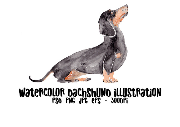Wiener Dog Illustration in Illustrations - product preview 1