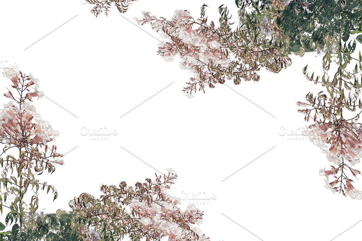 White Background with Campanula Lati in Illustrations - product preview 8