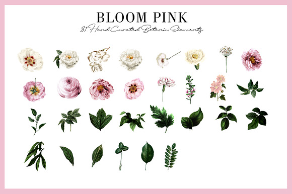 Bloom Pink Rose in Illustrations - product preview 5