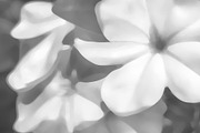 Black and White Floral Background Il