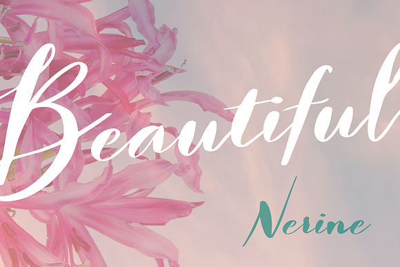 Nerine Duo Family in Script Fonts - product preview 1