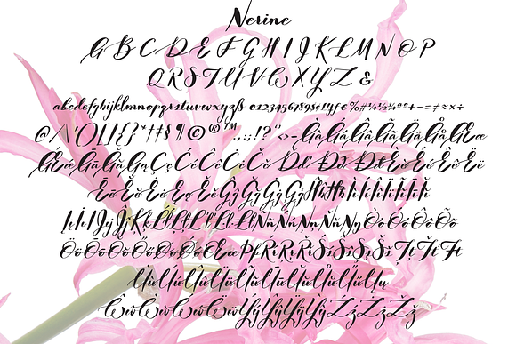 Nerine Duo Family in Script Fonts - product preview 4
