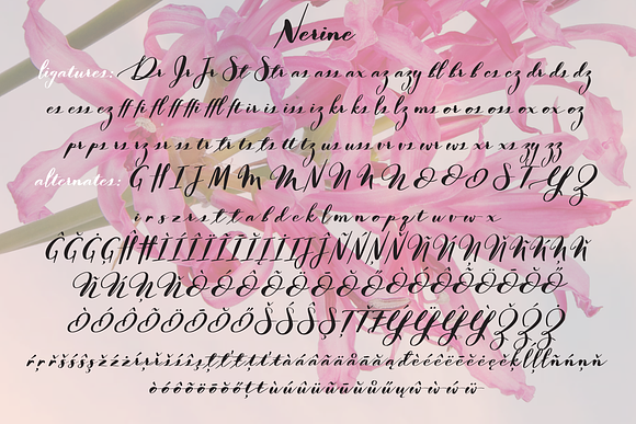 Nerine Duo Family in Script Fonts - product preview 5