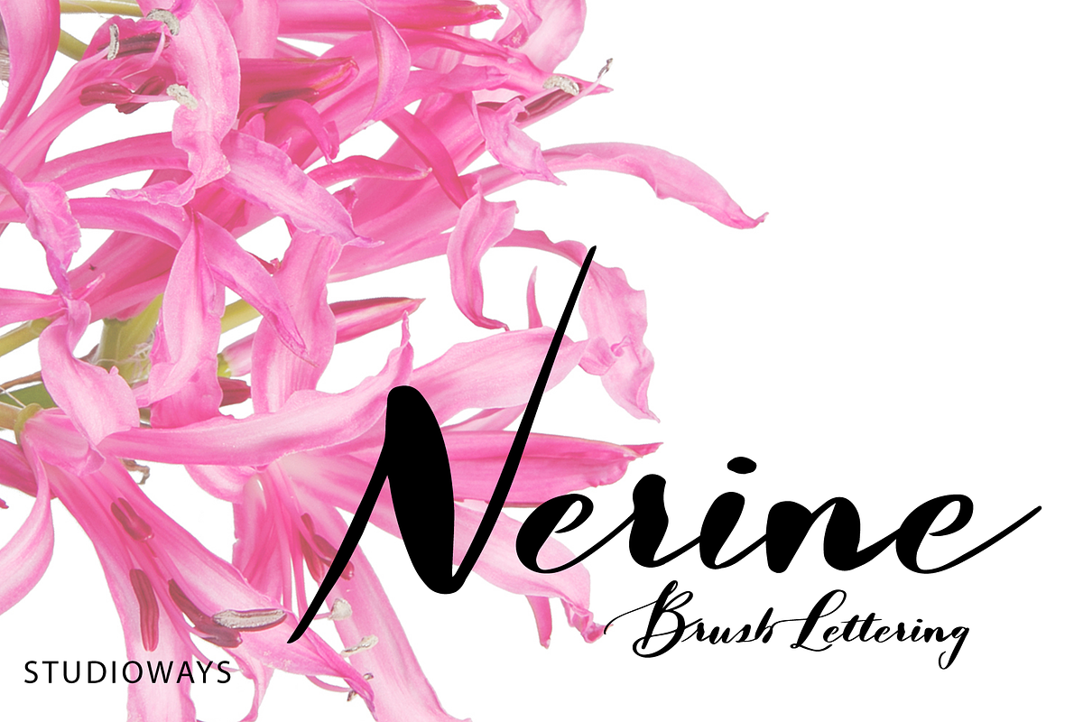 Nerine in Script Fonts - product preview 8