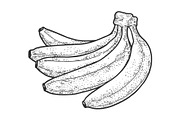 Bananas fruit sketch vector