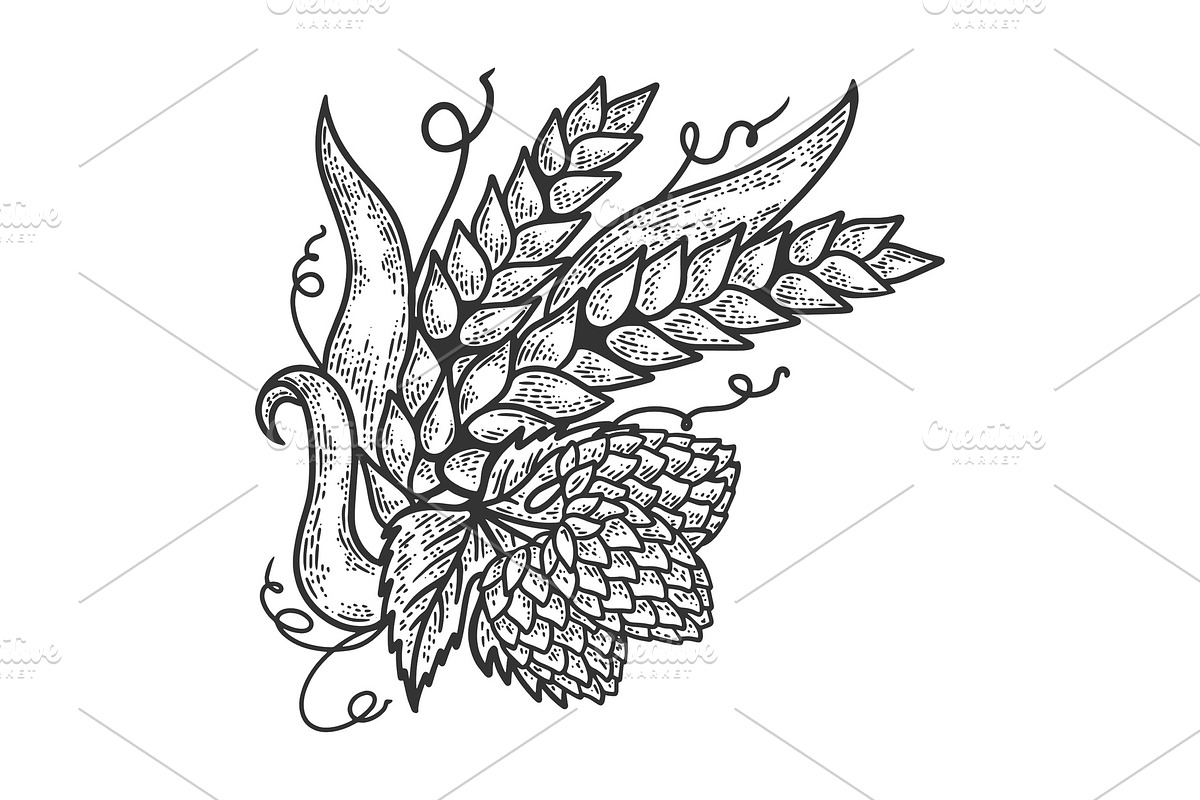 Hops and barley sketch engraving in Illustrations - product preview 8