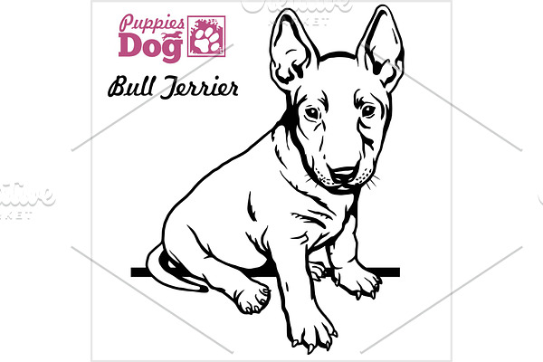 Bull Terrier puppy sitting. Drawing