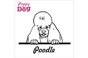Puppy Poodle - Peeking Dogs - breed