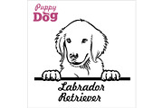 Puppy Labrador Retriever - Peeking