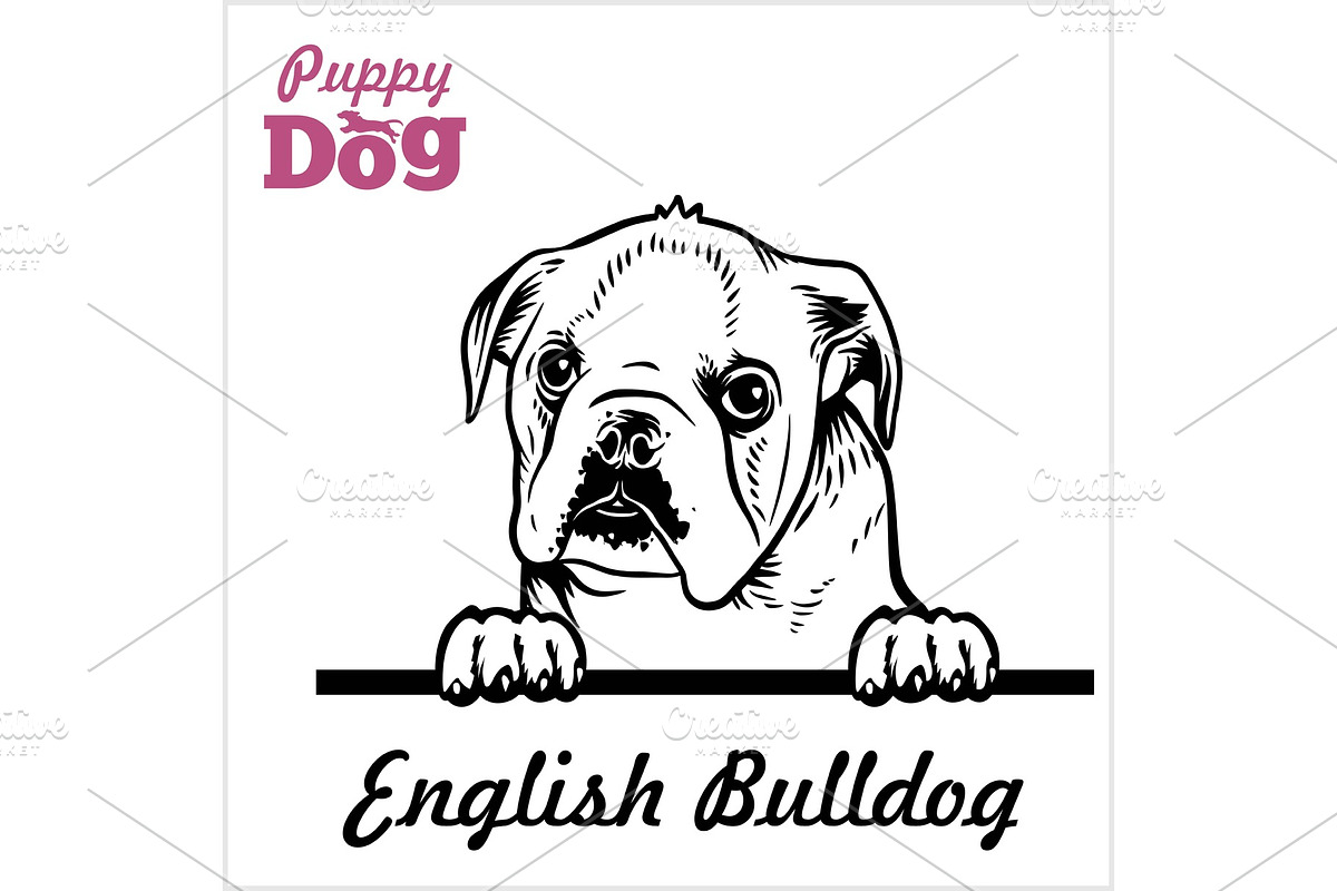 Puppy English Bulldog - Peeking Dogs in Illustrations - product preview 8