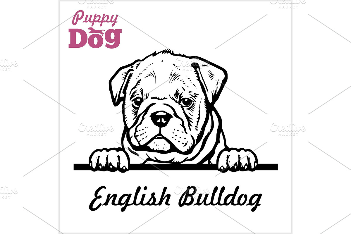 Puppy English Bulldog - Peeking Dogs in Illustrations - product preview 8