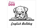 Puppy English Bulldog - Peeking Dogs