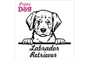 Puppy Labrador Retriever - Peeking