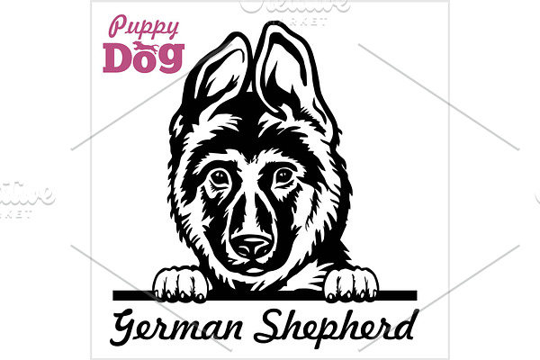 Puppy German Shepherd - Peeking Dogs