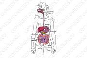 Human Digestive System Woman Anatomy