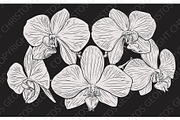Orchid Flower Woodcut Etching