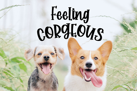 Corgi Puppy - Handwritten Font in Display Fonts - product preview 2