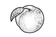 Peach fruit sketch vector