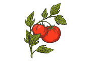 Tomato sketch vector illustration