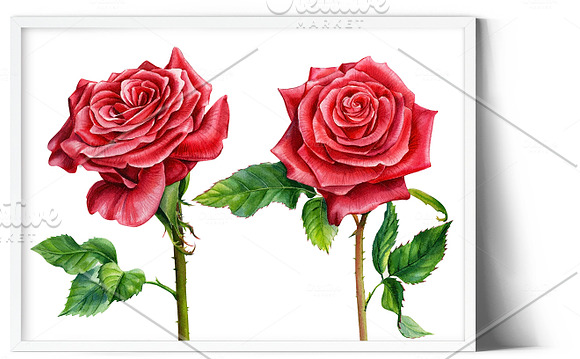 Bouquet of red and white flowers in Illustrations - product preview 5