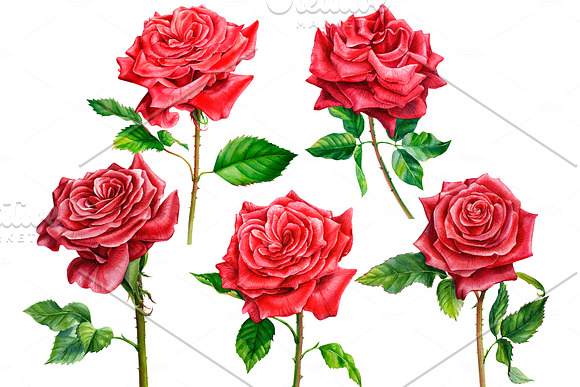 Bouquet of red and white flowers in Illustrations - product preview 6