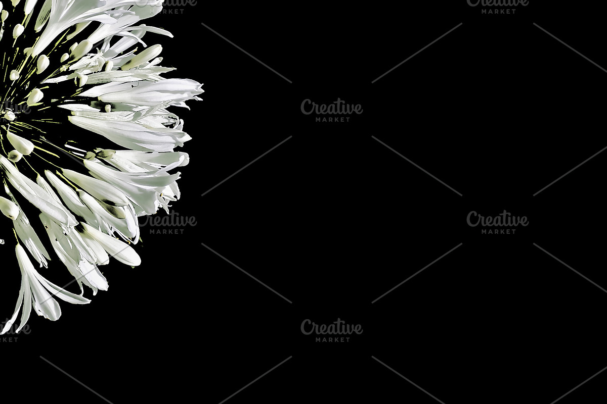Black Background with White Floral B in Illustrations - product preview 8
