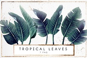 Tropical leaves (PNG)