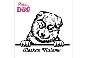 Puppy Alaskan Malamute - Peeking