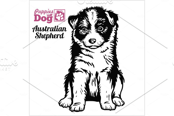 Australian Shepherd puppy sitting