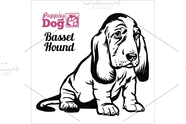 Basset Hound puppy sitting. Drawing