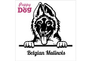 Puppy Belgian Malinois - Peeking