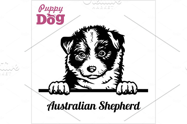 Puppy Australian Shepherd - Peeking