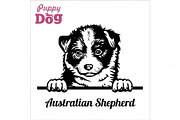 Puppy Australian Shepherd - Peeking