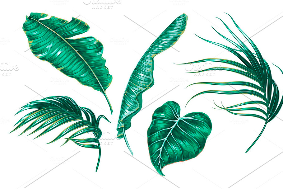 Tropical jungle leaves illustrations