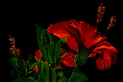 High Contrast Hibiscus Flower Photo