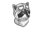 Raccoon pilot sketch vector