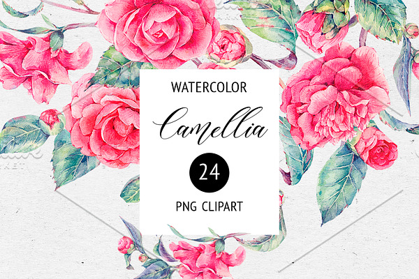 Watercolor Camellia Flower Clipart