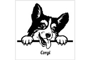 Corgi - Peeking Dogs - breed face