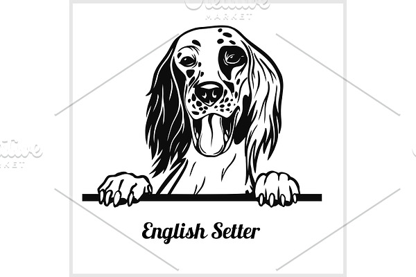 English Setter - Peeking Dogs -