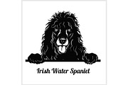Irish Water Spaniel - Peeking Dogs -