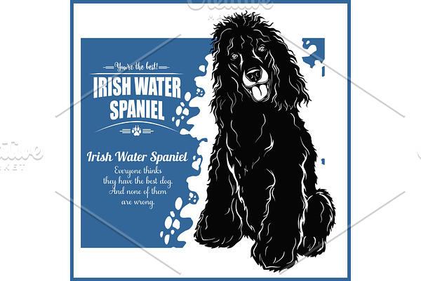 Irish Water Spaniel - vector