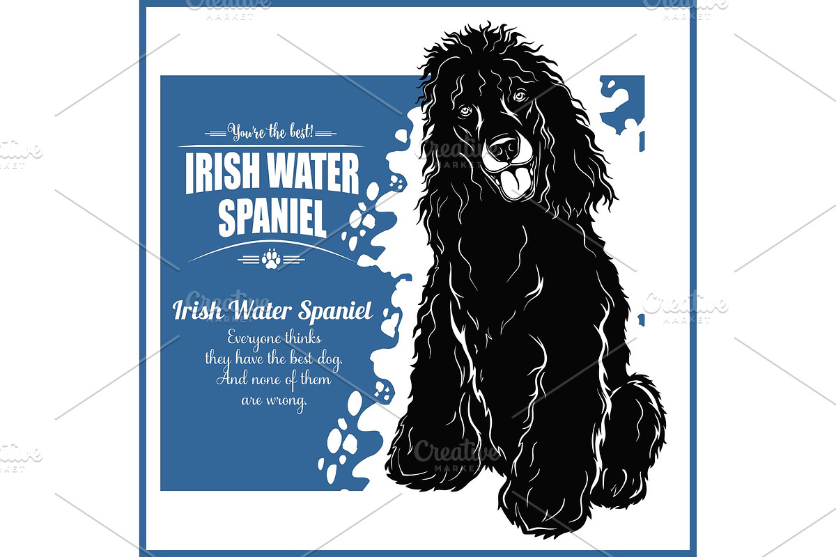 Irish Water Spaniel - vector in Illustrations - product preview 8
