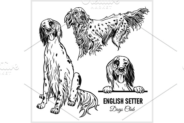 English Setter dog - vector set