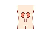 Healthy kidneys color icon