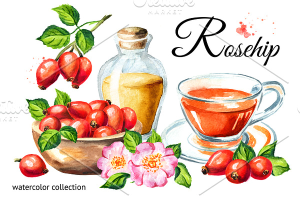Rosehip. Watercolor collection