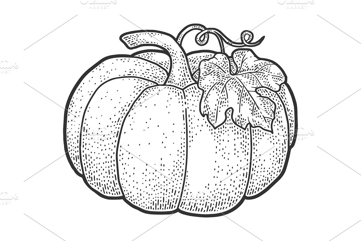 Pumpkin sketch vector illustration in Illustrations - product preview 8