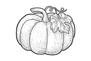 Pumpkin sketch vector illustration