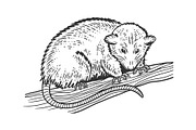 Opossum sketch vector illustration