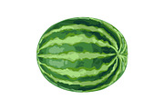 Illustration of ripe watermelon.
